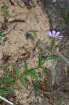 Appalachian rose gentian